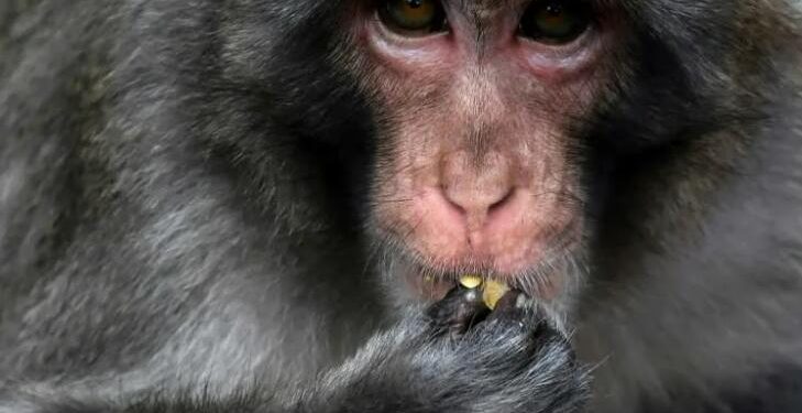Marauding monkey caught, killed after dozens injured in Japan