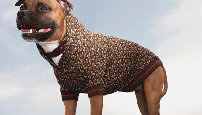 Luxury brands are eyeing your pets