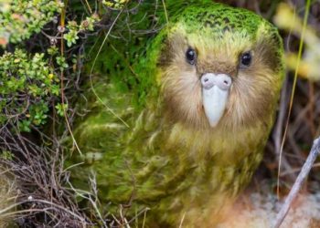 New Zealand to embark on world’s largest feral predator eradication