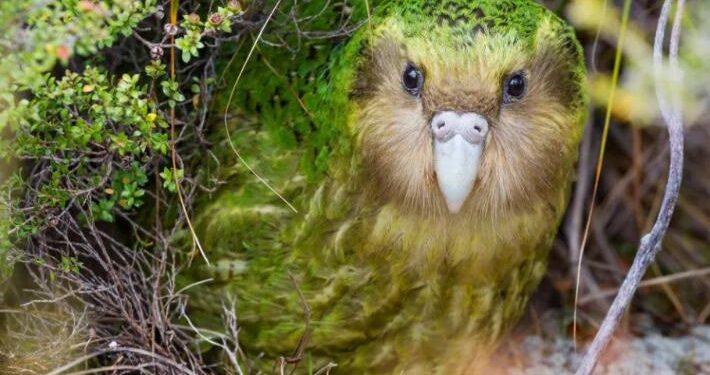 New Zealand to embark on world’s largest feral predator eradication