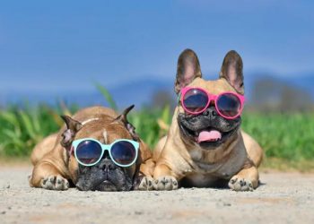 Nearly half of dog owners unaware their pets need suncream in hot weather