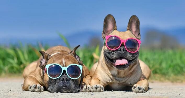 Nearly half of dog owners unaware their pets need suncream in hot weather