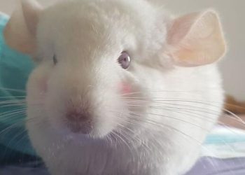 Are chinchillas small pets worth keeping?