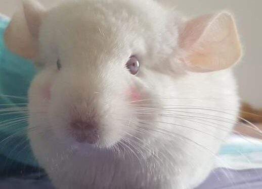 Are chinchillas small pets worth keeping?