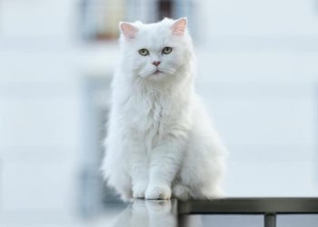 Video of Cat Happily Playing in the Sprinkler Is Giving Us Life