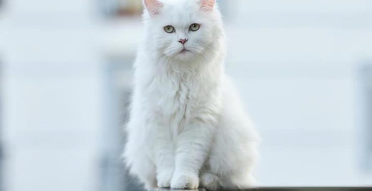 Video of Cat Happily Playing in the Sprinkler Is Giving Us Life
