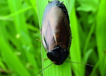 Cockroaches can be pets