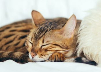 Why Do Cats Sleep So Much?