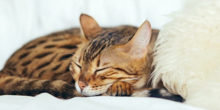 Why Do Cats Sleep So Much?
