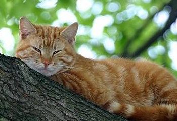 How to prevent cat heatstroke in summer