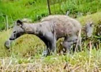 Hairless and long-faced mysterious animals appear in Japan, experts warn: don’t touch them