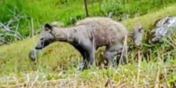 Hairless and long-faced mysterious animals appear in Japan, experts warn: don’t touch them