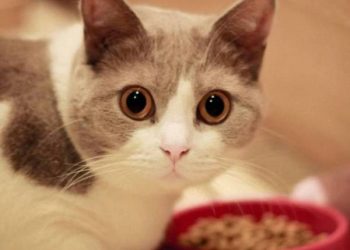 7 Changes That Owners Might Happen After Getting a Cat