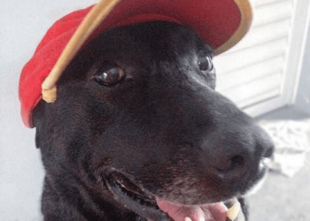 Dog finds formal job at gas station after being abandoned by owner