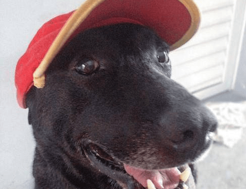 Dog finds formal job at gas station after being abandoned by owner