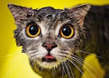 Why do cats lose weight so quickly in summer?