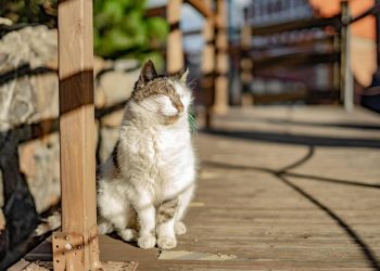Video of Cat Enjoying a Bahamas Sunrise Has in Total Envy