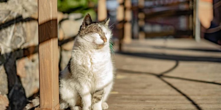 Video of Cat Enjoying a Bahamas Sunrise Has in Total Envy