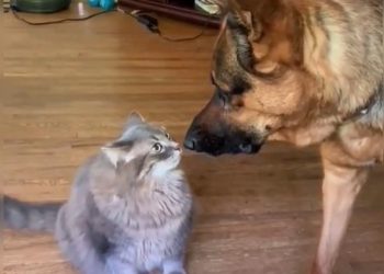 Territorial Awareness of the Cats