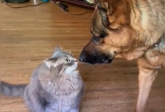 Territorial Awareness of the Cats