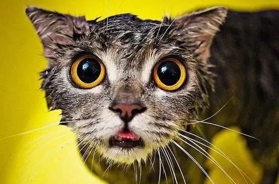 Why do cats lose weight so quickly in summer?