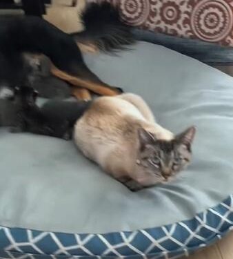 Mama cat has dog babysit her 6 kittens when she ‘needs a little break’