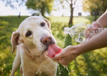 Dog,Drinking,Water,From,Plastic,Bottle.,Pet,Owner,Takes,Care