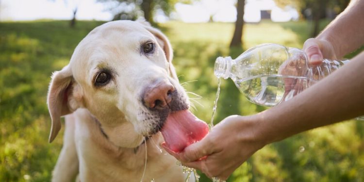 Dog,Drinking,Water,From,Plastic,Bottle.,Pet,Owner,Takes,Care