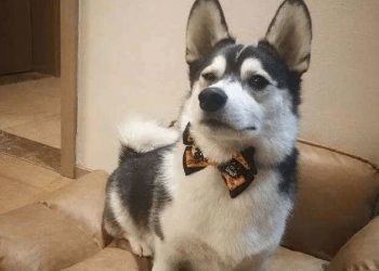 The dog turned into a “thief”, ran into the pet store, skillfully picked up the dog food and ran out