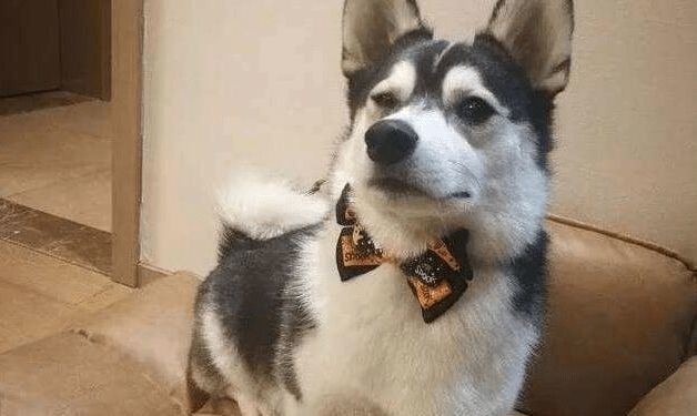 The dog turned into a “thief”, ran into the pet store, skillfully picked up the dog food and ran out