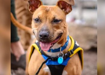 Elderly woman mauled to death by her pet dog