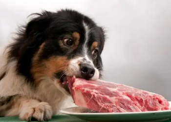Is it really good to feed only meat to pet dogs?