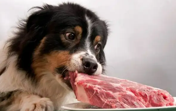 Is it really good to feed only meat to pet dogs?