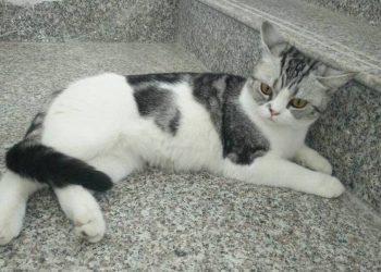 Cat and Dog Fight, Labrador vs Four Cats