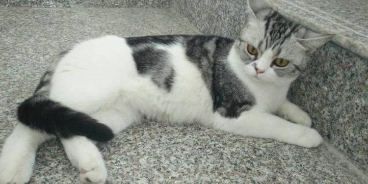 Cat and Dog Fight, Labrador vs Four Cats