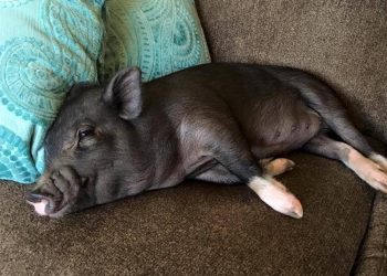 The pet pig was abandoned by different owners 3 times in a row, and some people took it back and didn’t know how to raise it