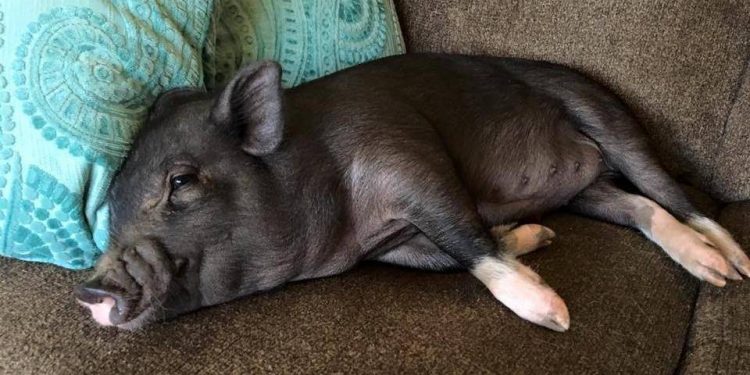 The pet pig was abandoned by different owners 3 times in a row, and some people took it back and didn’t know how to raise it