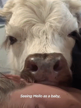 The calf became good friends with the puppy, and it turned into a dog