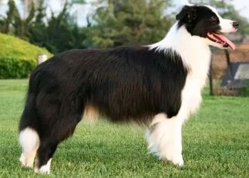 The world’s first dog breed IQ: Border Collie