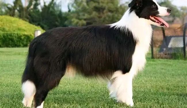 The world’s first dog breed IQ: Border Collie