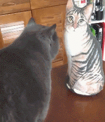 The shit shovel officer bought a fake cat, and the cats at home are fascinated by it