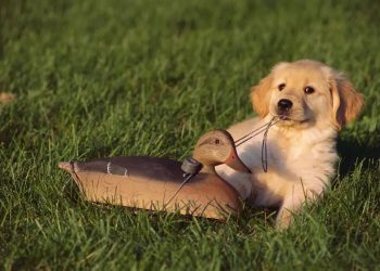 Why can’t dogs keep the blow the air conditioning for a long time?