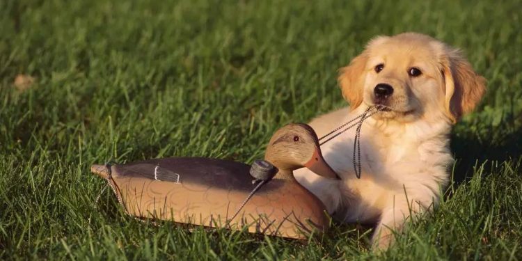 Why can’t dogs keep the blow the air conditioning for a long time?