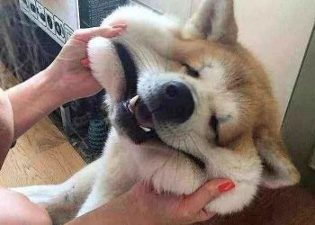 5 Dog Breeds With The Best Personalities That Won’t Resist No Matter Their Owner