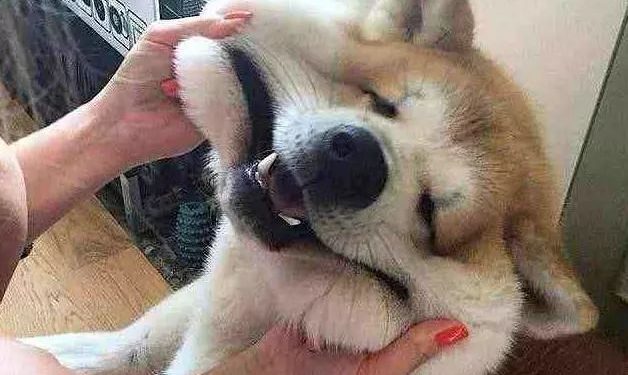 5 Dog Breeds With The Best Personalities That Won’t Resist No Matter Their Owner