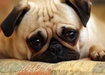 Dogs can “smell” their owner’s mood