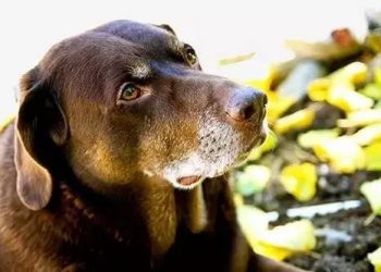 How much exercise is appropriate for a dog?