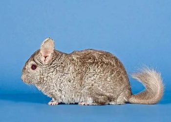 Pet cats: chinchillas and South American chipmunks