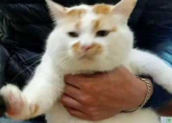 How can I stop the rabbit from slapping my lips with its tongue! ! !