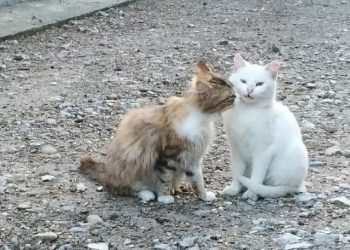 The cat wanted to kiss the companion, but the companion vomited after smelling it!